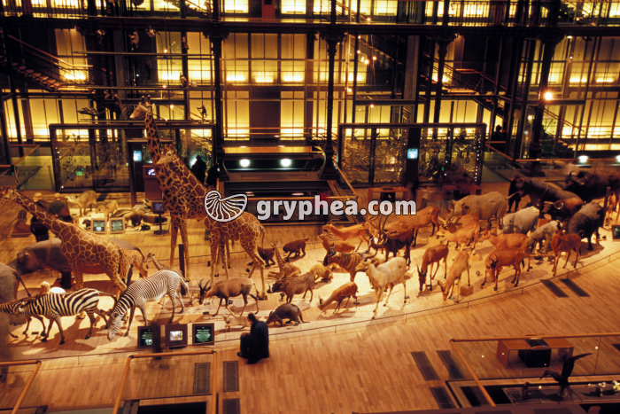 Galerie du Museum d'Histoire Naturelle de Paris - gryphea.org
